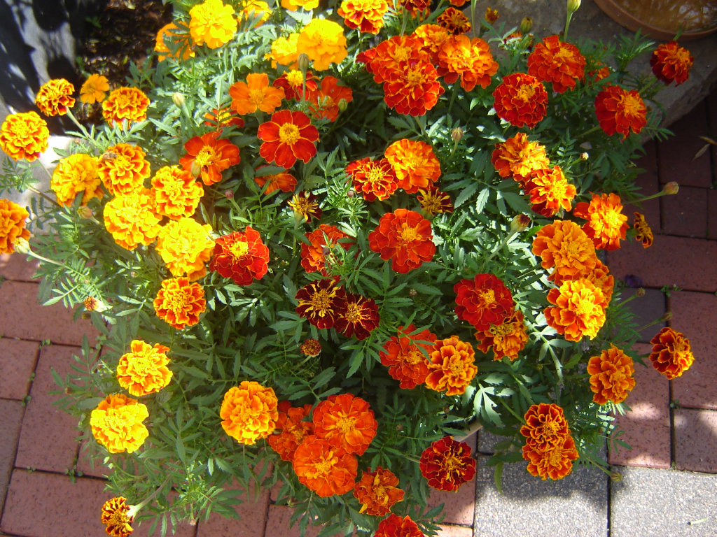 komme gerade aus meinem Garten 02.jpg