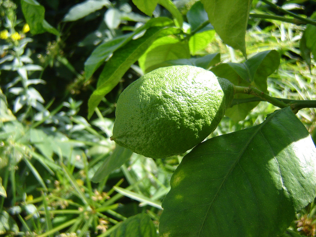 komme gerade aus meinem Garten 04.jpg