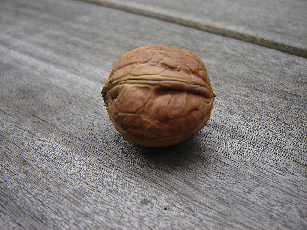 komme gerade aus meinem Garten 07.jpg