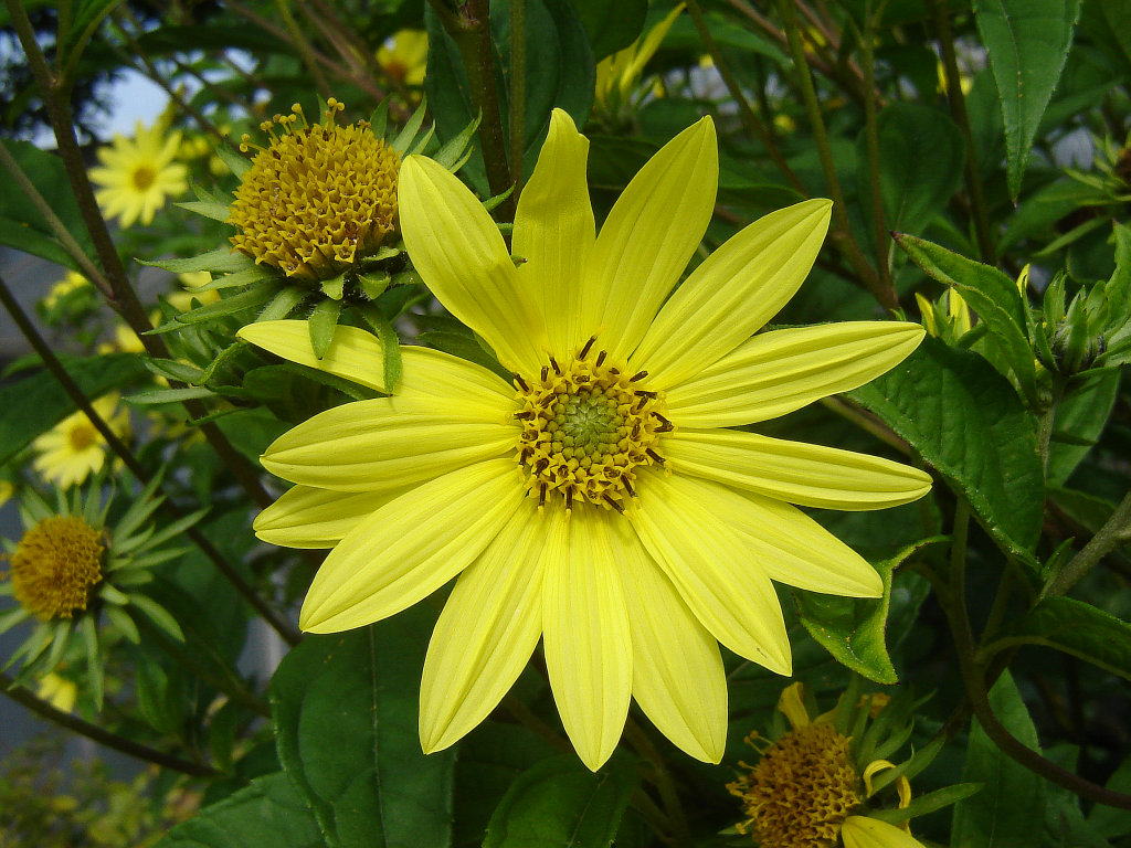komme gerade aus meinem Garten 09.jpg