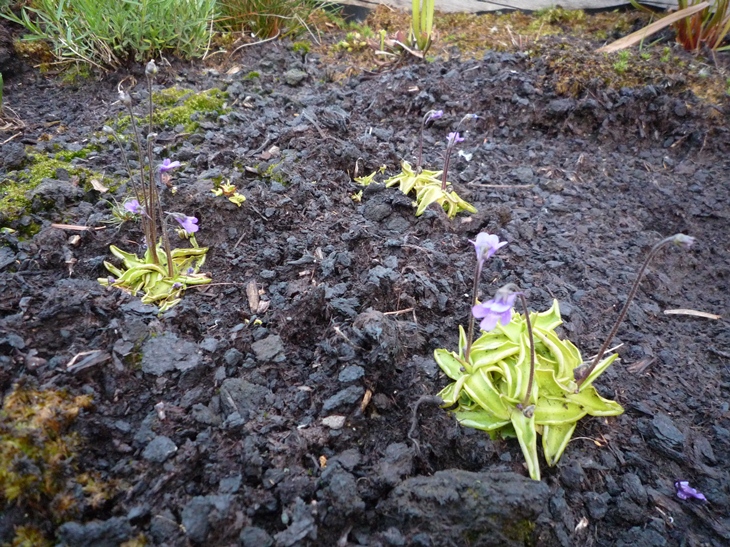 Fettkraut auf der Freifläche