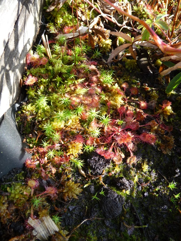 Hiernoch ein Bild vom rundblättrigen Sonnentau